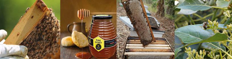 imagen-banner-Miel de abeja igual a salud y bienestar